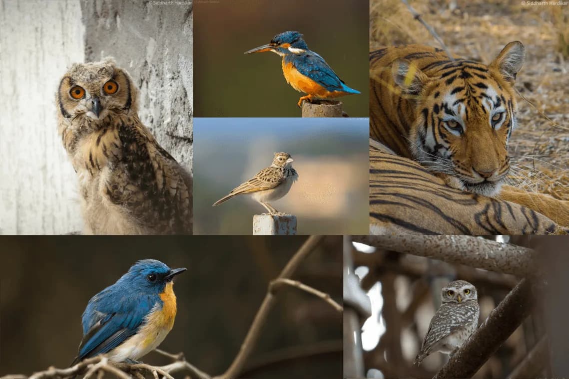 Siddharth’s wildlife photos: owls, a kingfisher, a lark, a flycatcher and a tiger